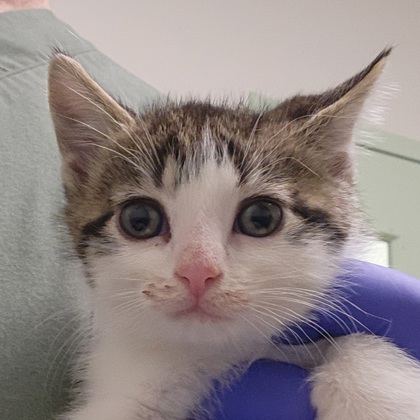 BRIO - Domestic Shorthair / Mix available for adoption