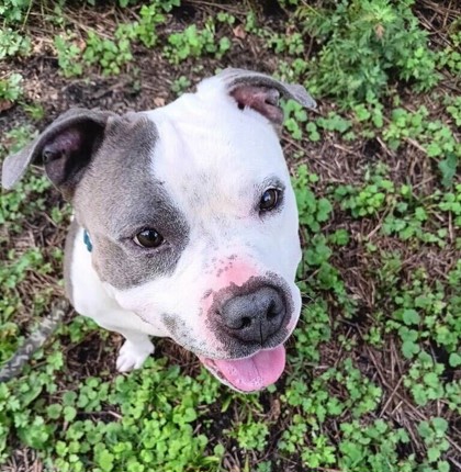GUNTHER - Mixed Breed, Large (over 44 lbs fully grown) / Mix available for adoption