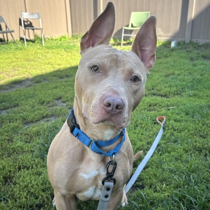 CALZONE - Mixed Breed, Large (over 44 lbs fully grown) / Mix available for adoption