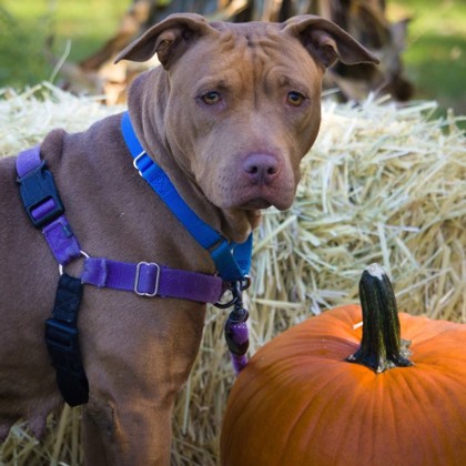 CHEYENNE - Mixed Breed, Large (over 44 lbs fully grown) / Mix available for adoption