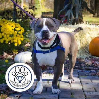 BLEU - Mixed Breed, Medium (up to 44 lbs fully grown) / Mix available for adoption