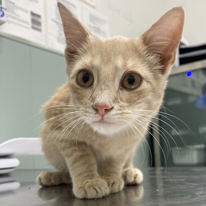 BLITZ - Domestic Shorthair / Mix available for adoption