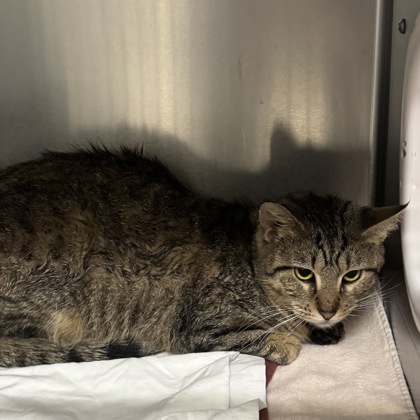 TAROT - Domestic Shorthair / Mix available for adoption