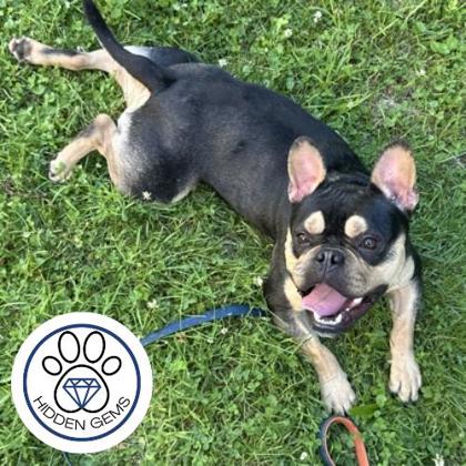 PORSCHE - Mixed Breed, Medium (up to 44 lbs fully grown) / Mix available for adoption