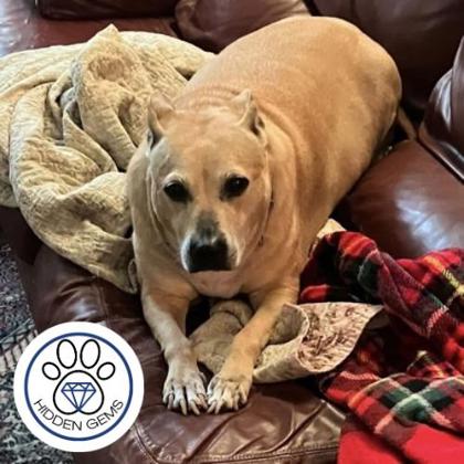 BAYLEE - Mixed Breed, Medium (up to 44 lbs fully grown) / Mix available for adoption