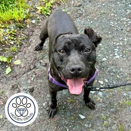 LEWIS - Mixed Breed, Medium (up to 44 lbs fully grown) / Mix available for adoption