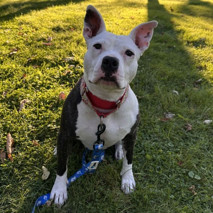 JASMINE - Mixed Breed, Large (over 44 lbs fully grown) / Mix available for adoption