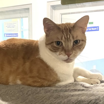 LIONEL - Domestic Shorthair / Mix available for adoption