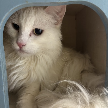 TAMSIN - Domestic Longhair / Mix available for adoption