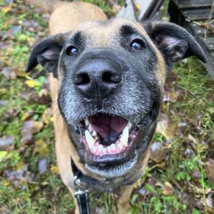 BENTLEY - Mixed Breed, Medium (up to 44 lbs fully grown) / Mix available for adoption