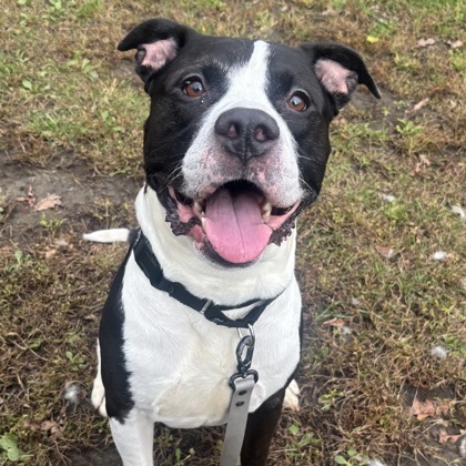 ELIAS - Mixed Breed, Large (over 44 lbs fully grown) / Mix available for adoption