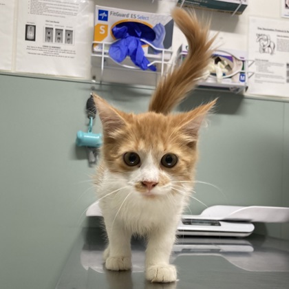 BIJOU - Domestic Shorthair / Mix available for adoption