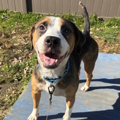 MISA - Mixed Breed, Medium (up to 44 lbs fully grown) / Mix available for adoption