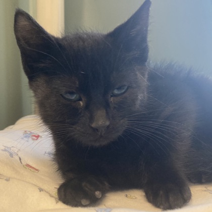 BONES - Domestic Shorthair / Mix available for adoption