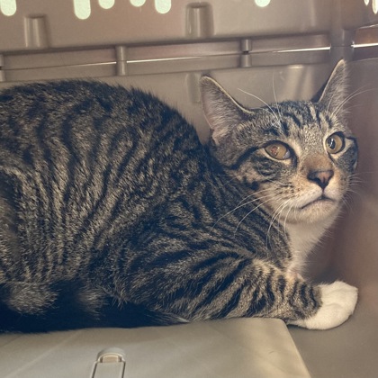 STAR - Domestic Shorthair / Mix available for adoption