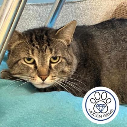 MICKEL - Domestic Shorthair / Mix for adoption in Albany