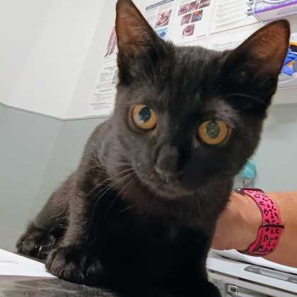 ARAGON - Domestic Shorthair / Mix available for adoption