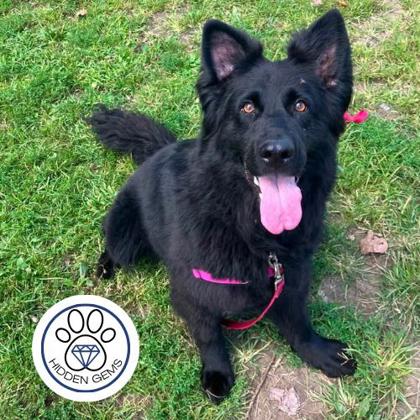 LUNAR - Mixed Breed, Large (over 44 lbs fully grown) / Mix available for adoption