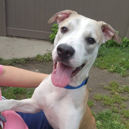 MOBIUS - Mixed Breed, Medium (up to 44 lbs fully grown) / Mix for adoption in Albany