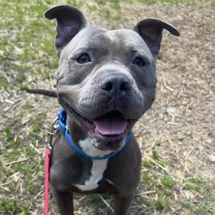 MARLIN - Mixed Breed, Large (over 44 lbs fully grown) / Mix available for adoption