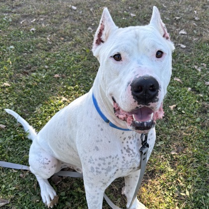 CAPONE - Mixed Breed, Medium (up to 44 lbs fully grown) / Mix available for adoption