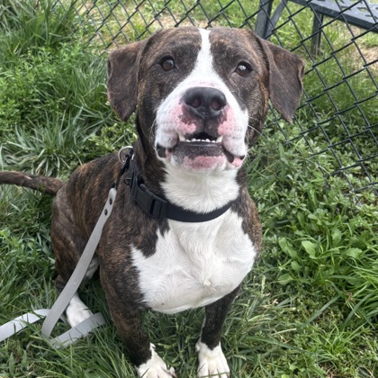 BURTON - Mixed Breed, Large (over 44 lbs fully grown) / Mix available for adoption
