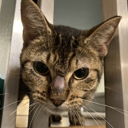 AMBROSE - Domestic Shorthair / Mix available for adoption