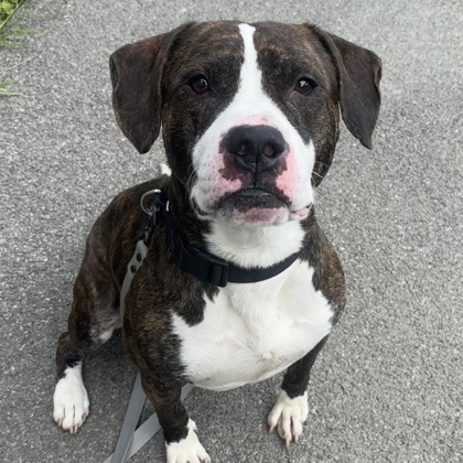 BURTON - Mixed Breed, Large (over 44 lbs fully grown) / Mix for adoption in Albany