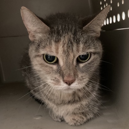PAULINE - Domestic Shorthair / Mix available for adoption