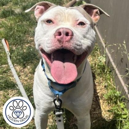 CHAMPY - Mixed Breed, Large (over 44 lbs fully grown) / Mix available for adoption
