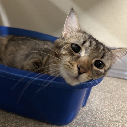 AMIYAH - Domestic Shorthair / Mix available for adoption