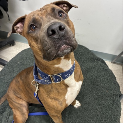 FRANK - Mixed Breed, Large (over 44 lbs fully grown) / Mix available for adoption