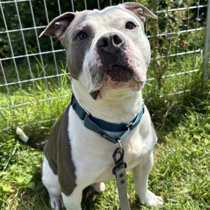 GUNTHER - Mixed Breed, Large (over 44 lbs fully grown) / Mix for adoption in Albany