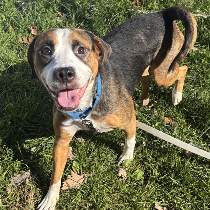 MISA - Mixed Breed, Medium (up to 44 lbs fully grown) / Mix available for adoption