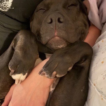 RICO - Mixed Breed, Large (over 44 lbs fully grown) / Mix available for adoption