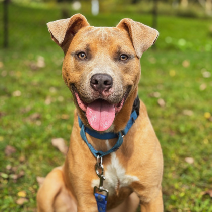 BECK - Mixed Breed, Medium (up to 44 lbs fully grown) / Mix available for adoption