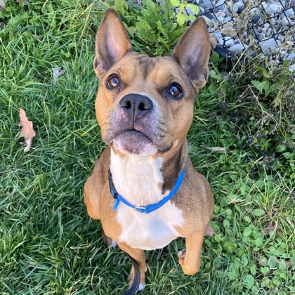 SALLY - Mixed Breed, Large (over 44 lbs fully grown) / Mix available for adoption