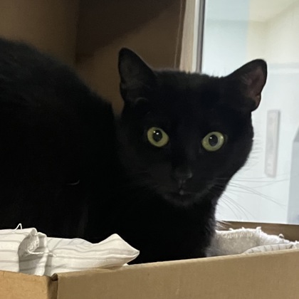 CONNIE - Domestic Shorthair / Mix for adoption in Albany