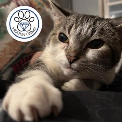 JADEN - Domestic Shorthair / Mix for adoption in Albany