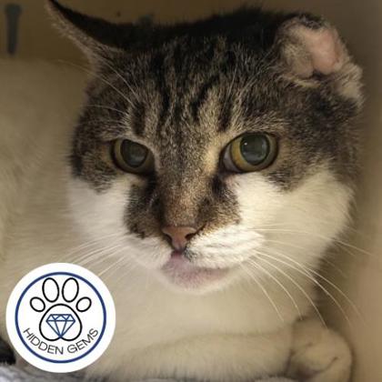 CLARA - Domestic Shorthair / Mix for adoption in Albany