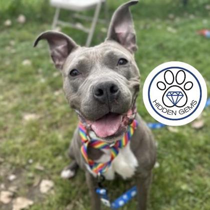 ELNINA - Mixed Breed, Large (over 44 lbs fully grown) / Mix available for adoption