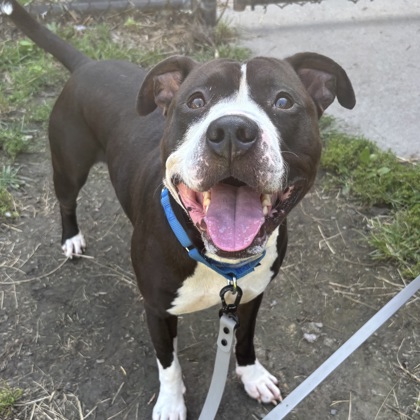 CHANCE - Mixed Breed, Large (over 44 lbs fully grown) / Mix available for adoption