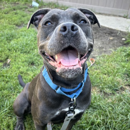 MOKO - Mixed Breed, Medium (up to 44 lbs fully grown) / Mix available for adoption