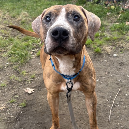 MOGI - Mixed Breed, Medium (up to 44 lbs fully grown) / Mix available for adoption