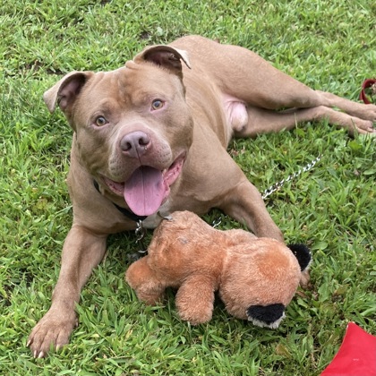 NOAH - Mixed Breed, Large (over 44 lbs fully grown) / Mix available for adoption