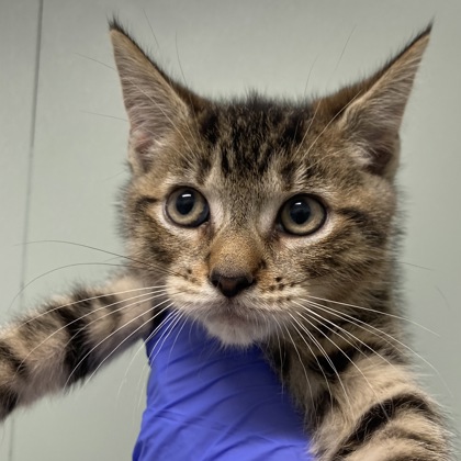 CATHODE - Domestic Shorthair / Mix available for adoption