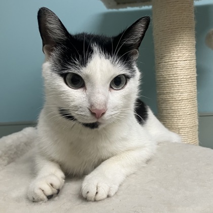 TRIUMPH - Domestic Shorthair / Mix available for adoption
