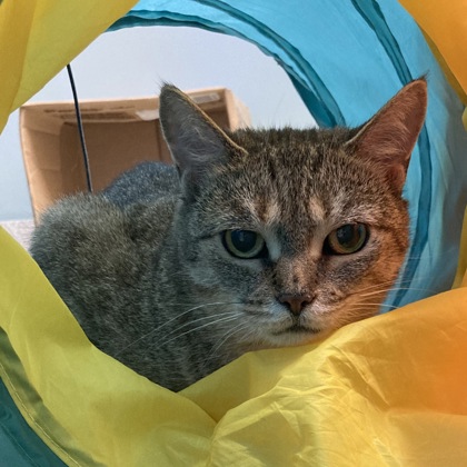 BIRDO - Domestic Shorthair / Mix available for adoption