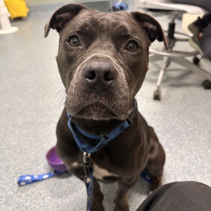 MOKO - Mixed Breed, Medium (up to 44 lbs fully grown) / Mix available for adoption