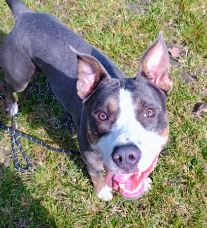 BABYLON - Mixed Breed, Large (over 44 lbs fully grown) / Mix available for adoption